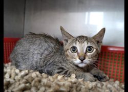 新竹縣動物保護教育園區,編號:466745, 混種貓                 
