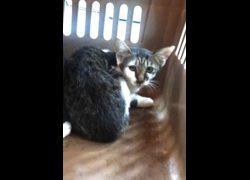 宜蘭縣流浪動物中途之家,編號:466773, 混種貓                 
