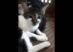 宜蘭縣流浪動物中途之家,編號:466772, 混種貓                 