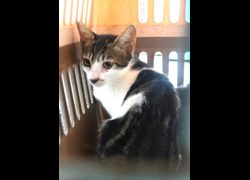 宜蘭縣流浪動物中途之家,編號:466771, 混種貓                 