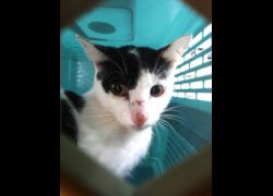 宜蘭縣流浪動物中途之家,編號:466769, 混種貓                 