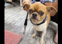 新北市板橋區公立動物之家,編號:466781, 吉娃娃犬