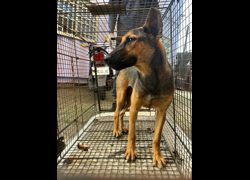 彰化縣流浪狗中途之家臨時收容所,編號:466814, 混種犬          