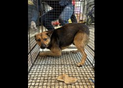 彰化縣流浪狗中途之家臨時收容所,編號:466815, 混種犬          