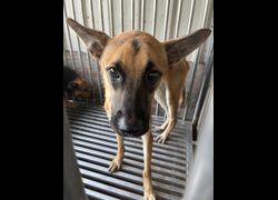 彰化縣流浪狗中途之家臨時收容所,編號:466816, 混種犬          
