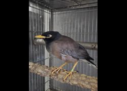 新竹市動物保護教育園區,編號:466844, 未確認
