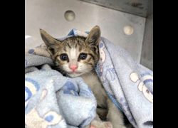 新竹縣動物保護教育園區,編號:466848, 混種貓                 