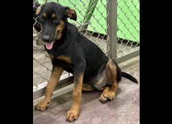 臺東縣動物收容中心,編號:466849, 混種犬          
