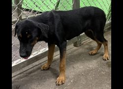 臺東縣動物收容中心,編號:466850, 混種犬          