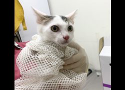 臺北市動物之家,編號:466869, 混種貓                 