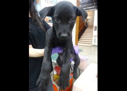 宜蘭縣流浪動物中途之家,編號:466868, 混種犬          