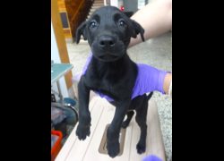 宜蘭縣流浪動物中途之家,編號:466870, 混種犬          