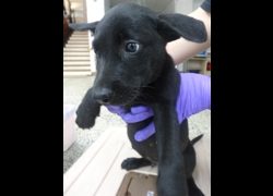 宜蘭縣流浪動物中途之家,編號:466872, 混種犬          