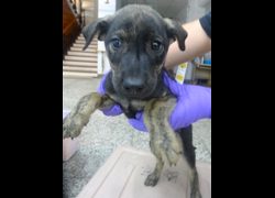 宜蘭縣流浪動物中途之家,編號:466873, 混種犬          