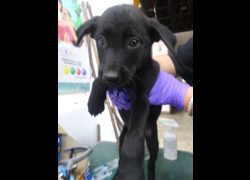 宜蘭縣流浪動物中途之家,編號:466876, 混種犬          