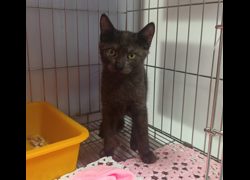 新北市板橋區公立動物之家,編號:466888, 混種貓                 