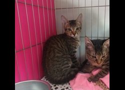 新北市板橋區公立動物之家,編號:466889, 混種貓                 