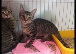新北市板橋區公立動物之家,編號:466890, 混種貓                 