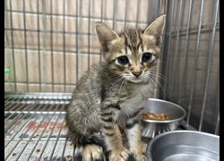 新北市淡水區公立動物之家,編號:466897, 混種貓                 