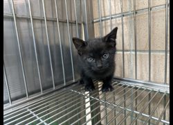 新北市淡水區公立動物之家,編號:466900, 混種貓                 