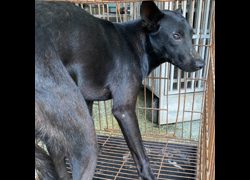 臺南市動物之家善化站,編號:466899, 混種犬          