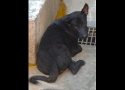 宜蘭縣流浪動物中途之家,編號:466919, 混種犬          