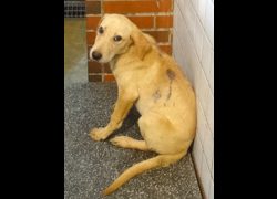 宜蘭縣流浪動物中途之家,編號:466920, 混種犬          