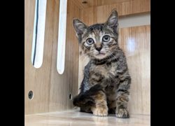 新竹縣動物保護教育園區,編號:466684, 混種貓                 