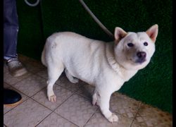 南投縣公立動物收容所,編號:466928, 柴犬                  