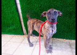 南投縣公立動物收容所,編號:466931, 混種犬          