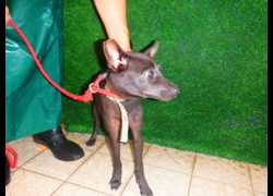 南投縣公立動物收容所,編號:466941, 混種犬          