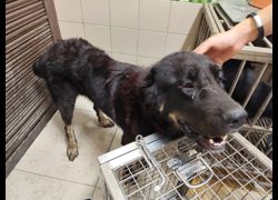 高雄市燕巢動物保護關愛園區,編號:466943, 西藏獒犬