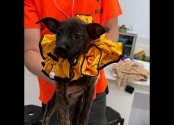 基隆市寵物銀行,編號:466951, 混種犬          