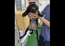彰化縣流浪狗中途之家臨時收容所,編號:460810, 混種犬          
