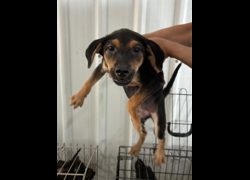 彰化縣流浪狗中途之家臨時收容所,編號:466958, 混種犬          