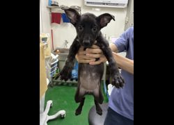 彰化縣流浪狗中途之家臨時收容所,編號:466960, 混種犬          