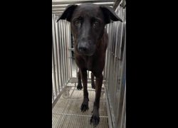 花蓮縣狗貓躍動園區,編號:466965, 混種犬          