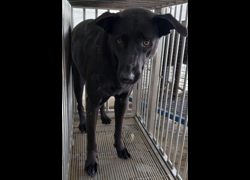 花蓮縣狗貓躍動園區,編號:466966, 混種犬          