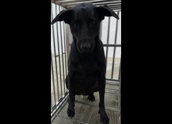 花蓮縣狗貓躍動園區,編號:466963, 混種犬          