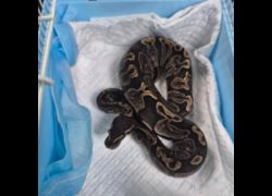 臺南市動物之家善化站,編號:466970, 未確認