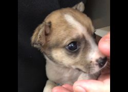 臺南市動物之家灣裡站,編號:466973, 混種犬          