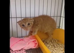 新北市板橋區公立動物之家,編號:466993, 混種貓                 