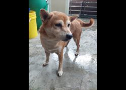 新北市五股區公立動物之家,編號:467001, 柴犬                  