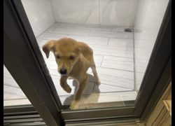桃園市動物保護教育園區,編號:467004, 混種犬          