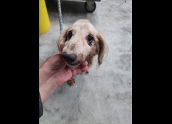 新北市五股區公立動物之家,編號:467003, 長毛臘腸