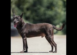 新北市中和區公立動物之家,編號:467012, 混種犬          