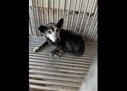彰化縣流浪狗中途之家臨時收容所,編號:467030, 混種犬          