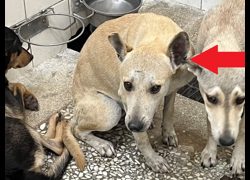高雄市壽山動物保護教育園區,編號:467039, 混種犬          