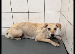 高雄市壽山動物保護教育園區,編號:467045, 混種犬          