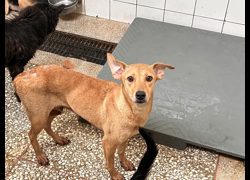 高雄市壽山動物保護教育園區,編號:467048, 混種犬          